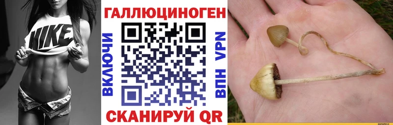 площадка клад  Лыткарино  Псилоцибиновые грибы Psilocybe 